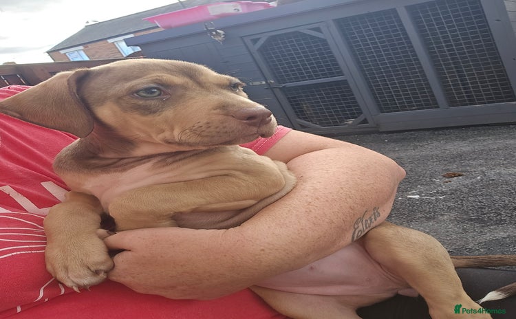 Mixed Breed dogs Bull mix - Advert 1