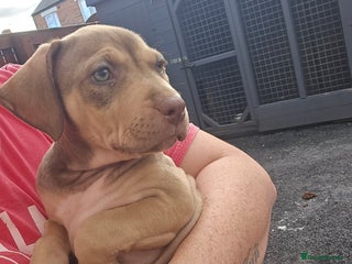 Mixed Breed dogs Bull mix - Advert 18