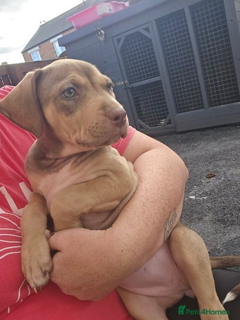 Mixed Breed dogs Bull mix - Advert 1