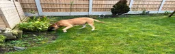Bullmastiff dogs for sale: Gentle Girl - Advert 5