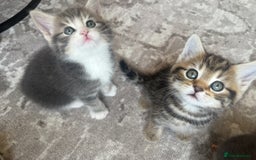 Bengal cats for sale: Bengal cross kittens one grey boy one brown girl - Image 11