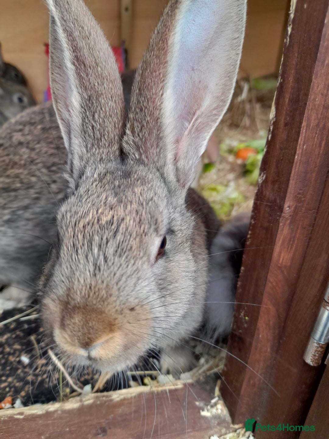 Continental Giant rabbits for sale: Beautiful Giant Continental Babies - Image 20