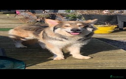 German Shepherd dogs for sale: German Shepherd puppies - Image 6