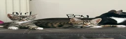 Mixed Breed cats for sale: Kittens  - Advert 2