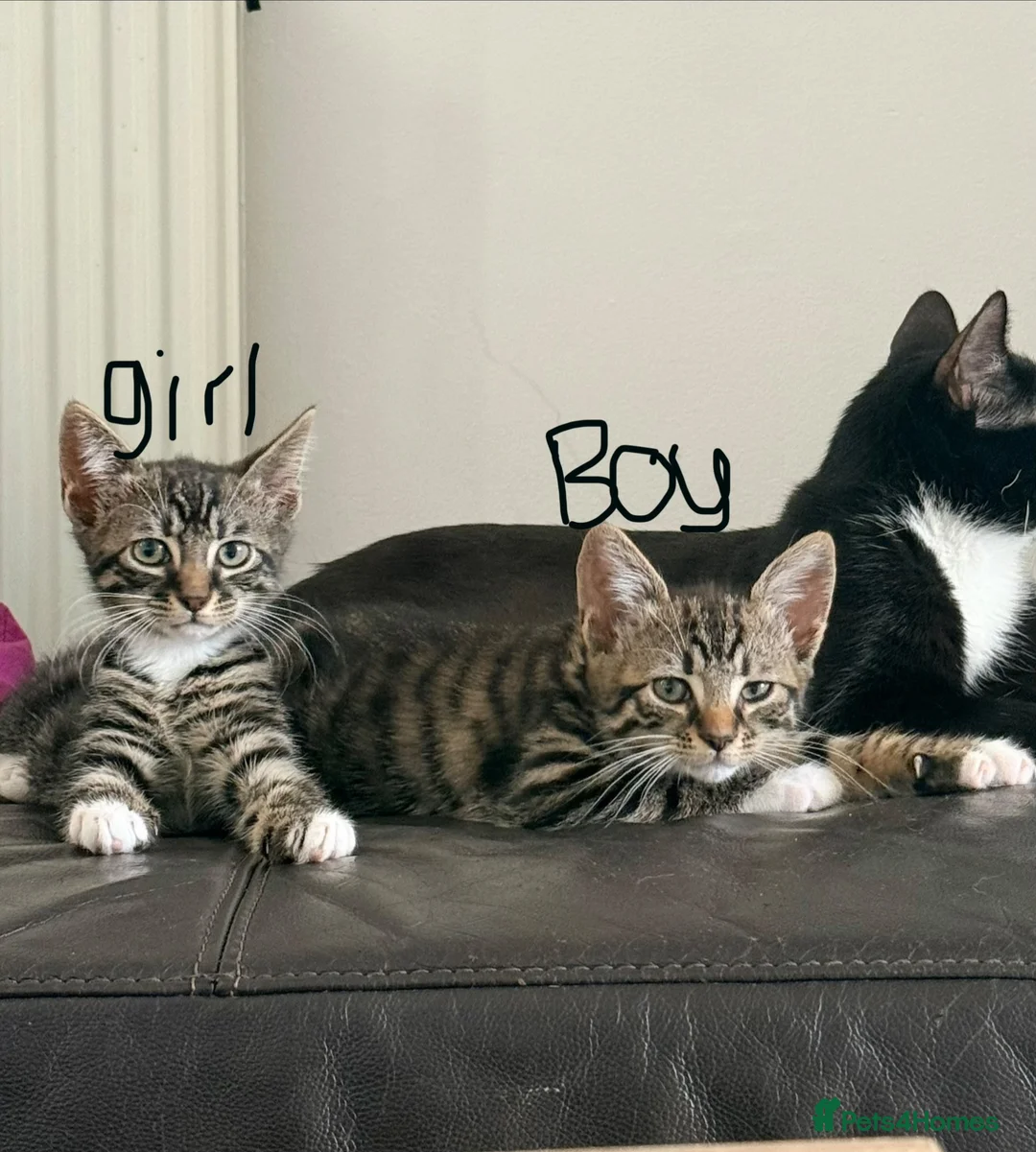 Mixed Breed cats for sale: Kittens  - Advert 2