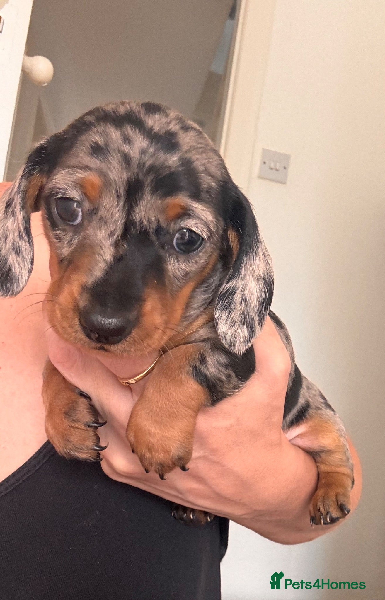 Miniature Dachshund dogs Miniature Dachshund Puppies 3 Girls & 1 Boy 🐾 - Advert 1