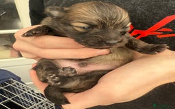 Pomchi dogs for sale:  **  Beautiful Pomchi loved & socialised  - Image 13