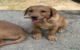 Labrador Retriever dogs for sale: Fantastic litter of fox Red Labrador puppies - Image 12