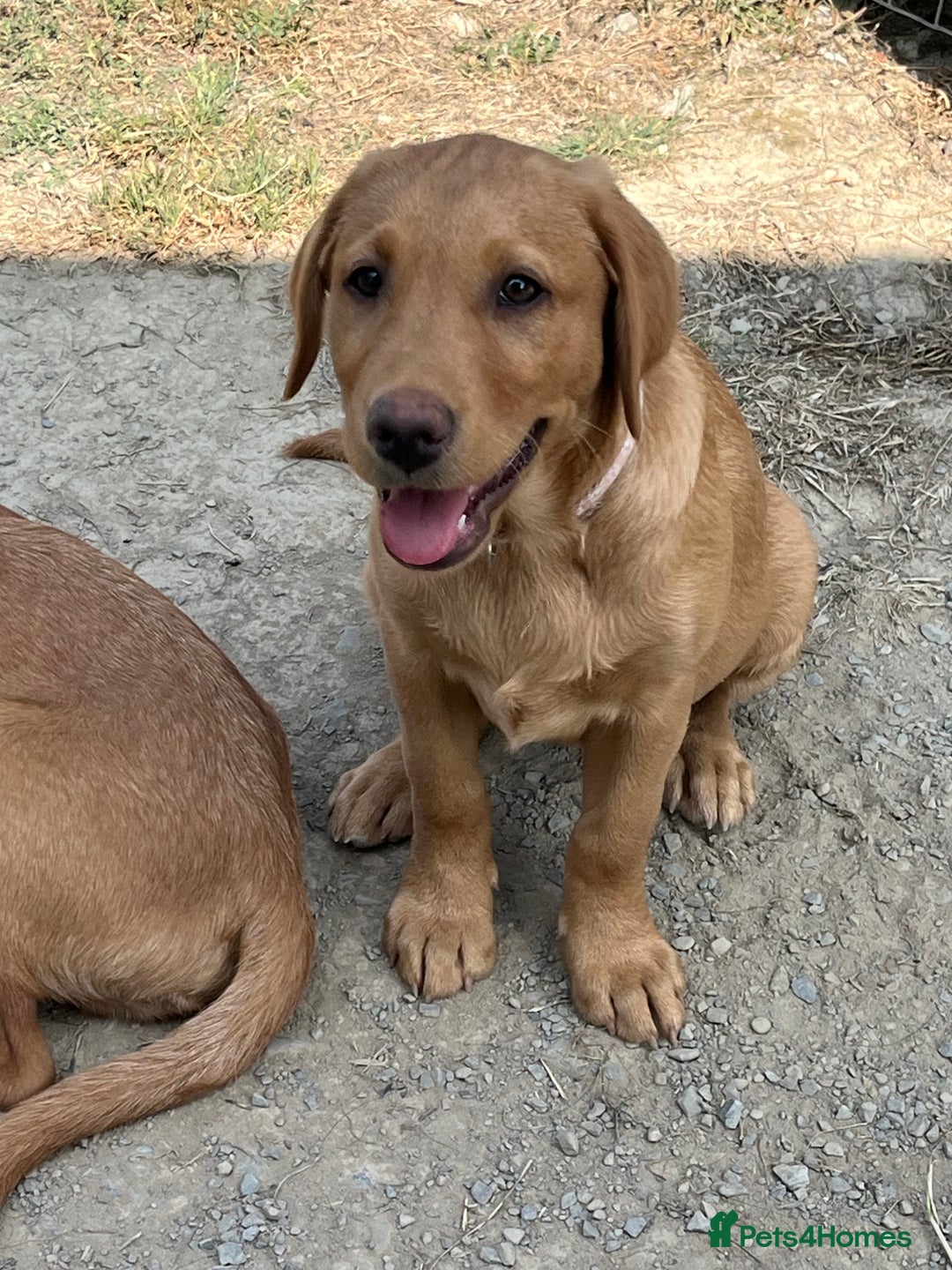 Labrador Retriever dogs for sale: Fantastic litter of fox Red Labrador puppies - Image 12