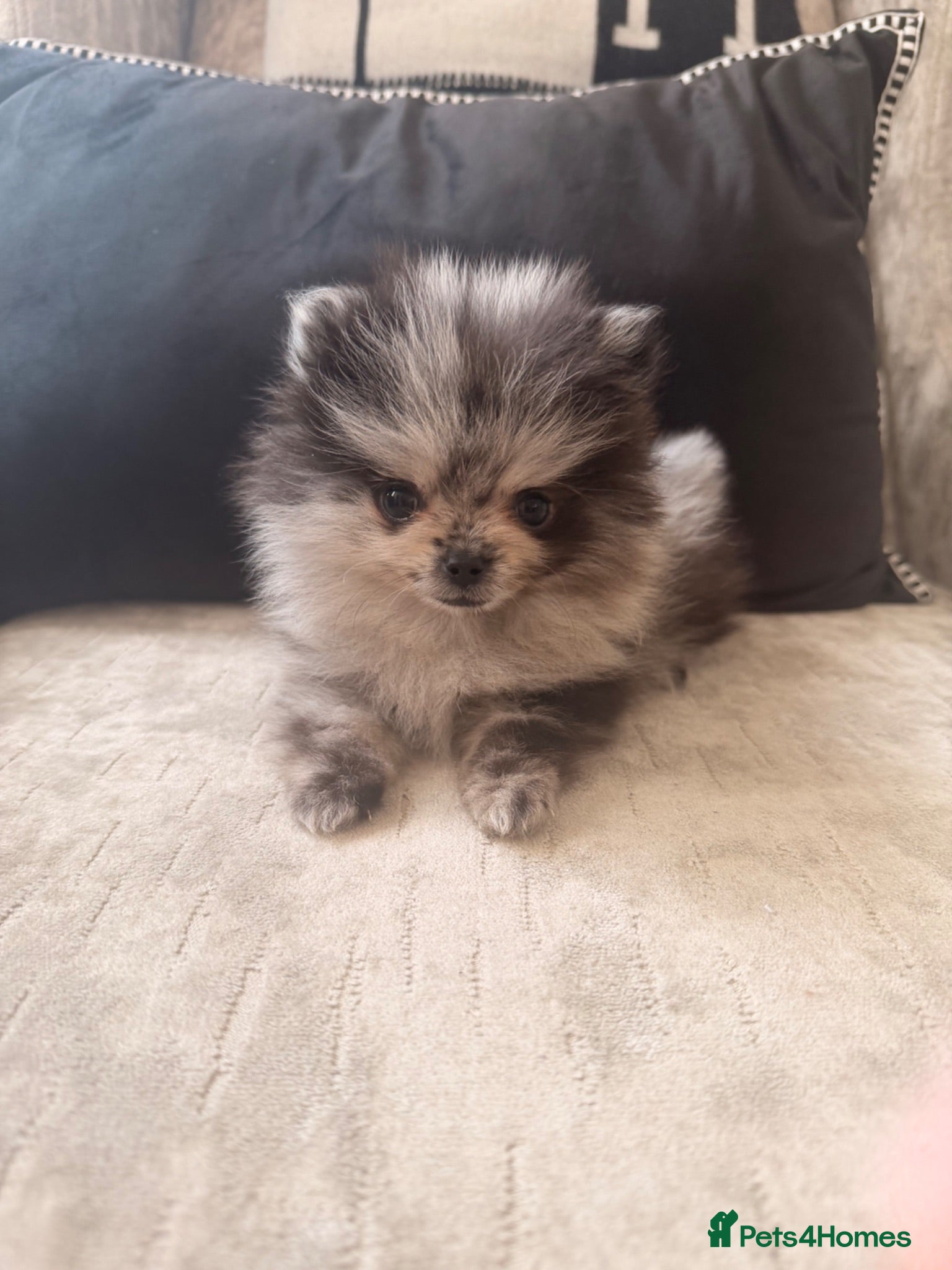 Pomeranian dogs Very small pomeranians Merle black and white pups - Advert 1