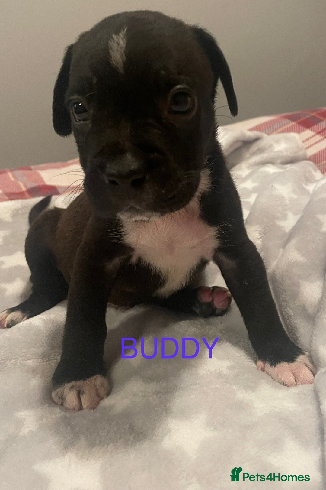 Mixed Breed dogs for sale: READY FOR THERE FOREVER HOMES 1 GIRL & - BOY  - Advert 35