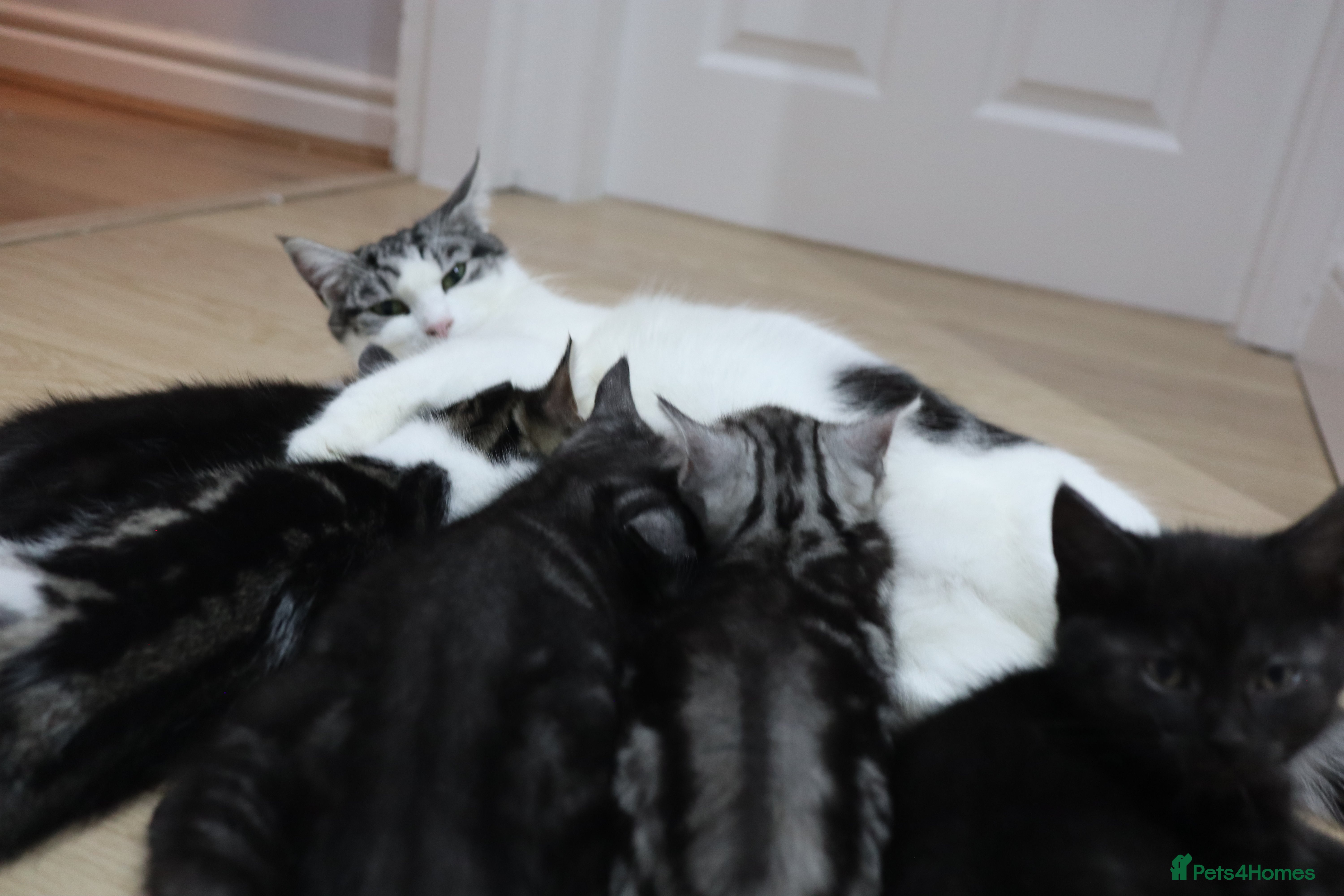 Domestic Shorthair cats Four beautiful kittens remaining - Advert 5
