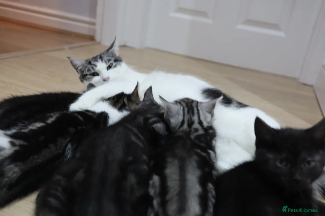 Domestic Shorthair cats for sale: Four beautiful kittens remaining - Advert 1