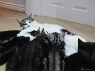 Domestic Shorthair cats Four beautiful kittens remaining - Advert 2