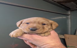 Labrador Retriever dogs for sale: Beautiful Red Labrador Puppies - Advert 3