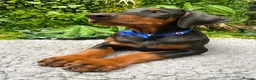 Dobermann dogs for sale: *KC REGISTERED* HEALTH TESTED DOBERMAN PUPPIES - Advert 3
