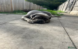 Cane Corso dogs for sale: 2 Year old cane corso - Image 3