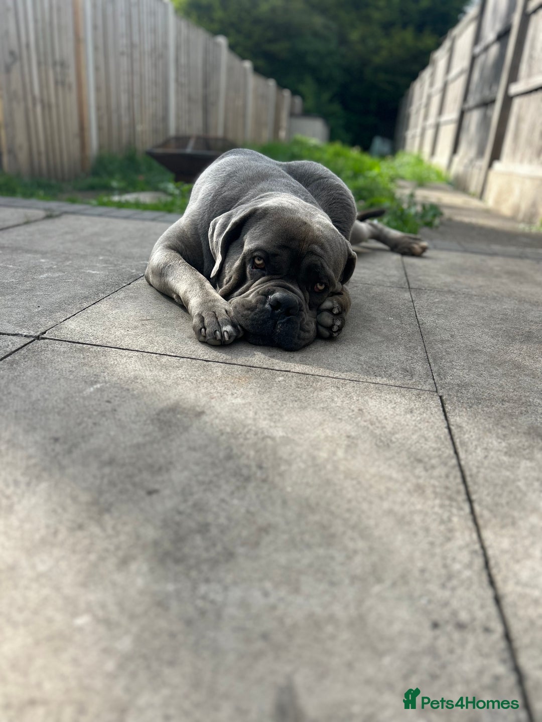 Cane Corso dogs for sale: 2 Year old cane corso - Image 3