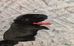 Mixed Breed dogs for sale: Chaffy puppies - Image 17