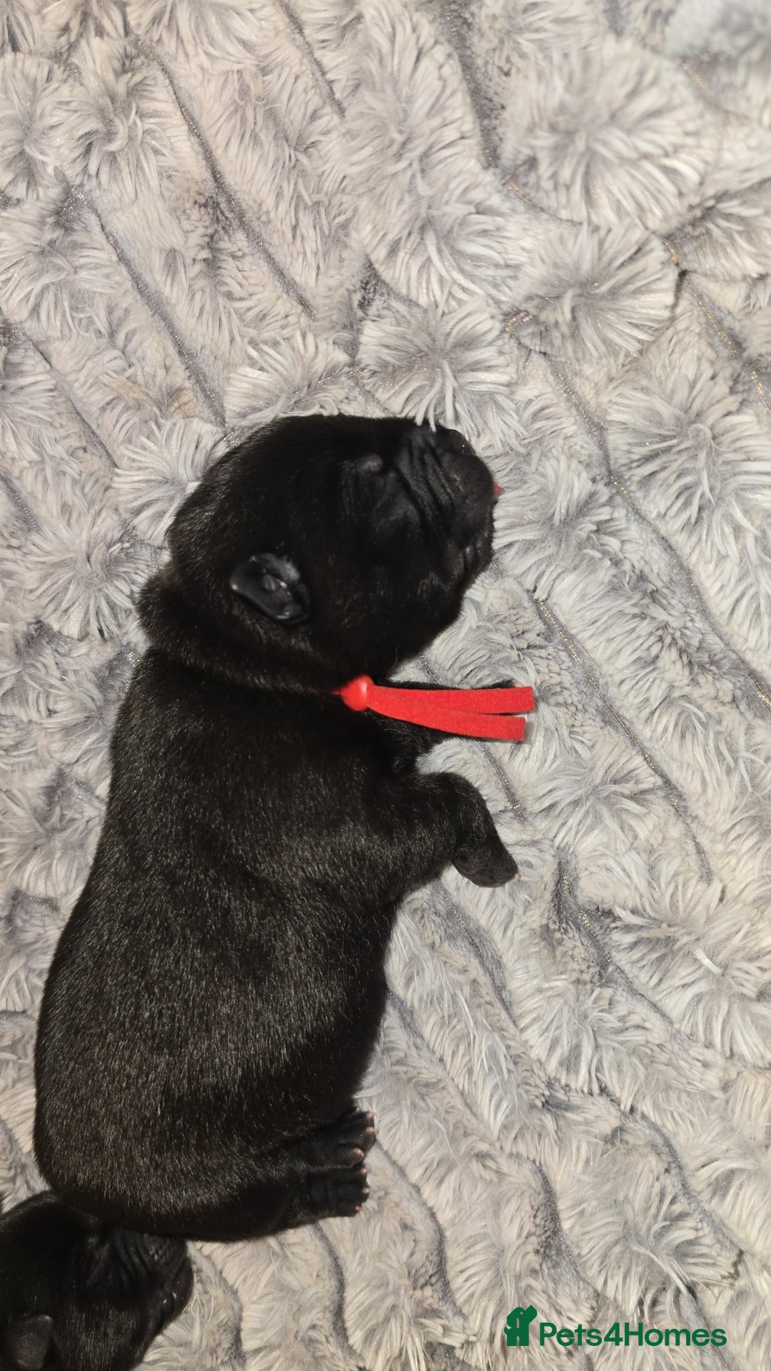 Mixed Breed dogs for sale: Chaffy puppies - Image 17