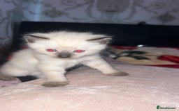 Siamese cats for sale: Mix cats tortoiseshell cat with Siamese cat  - Image 3