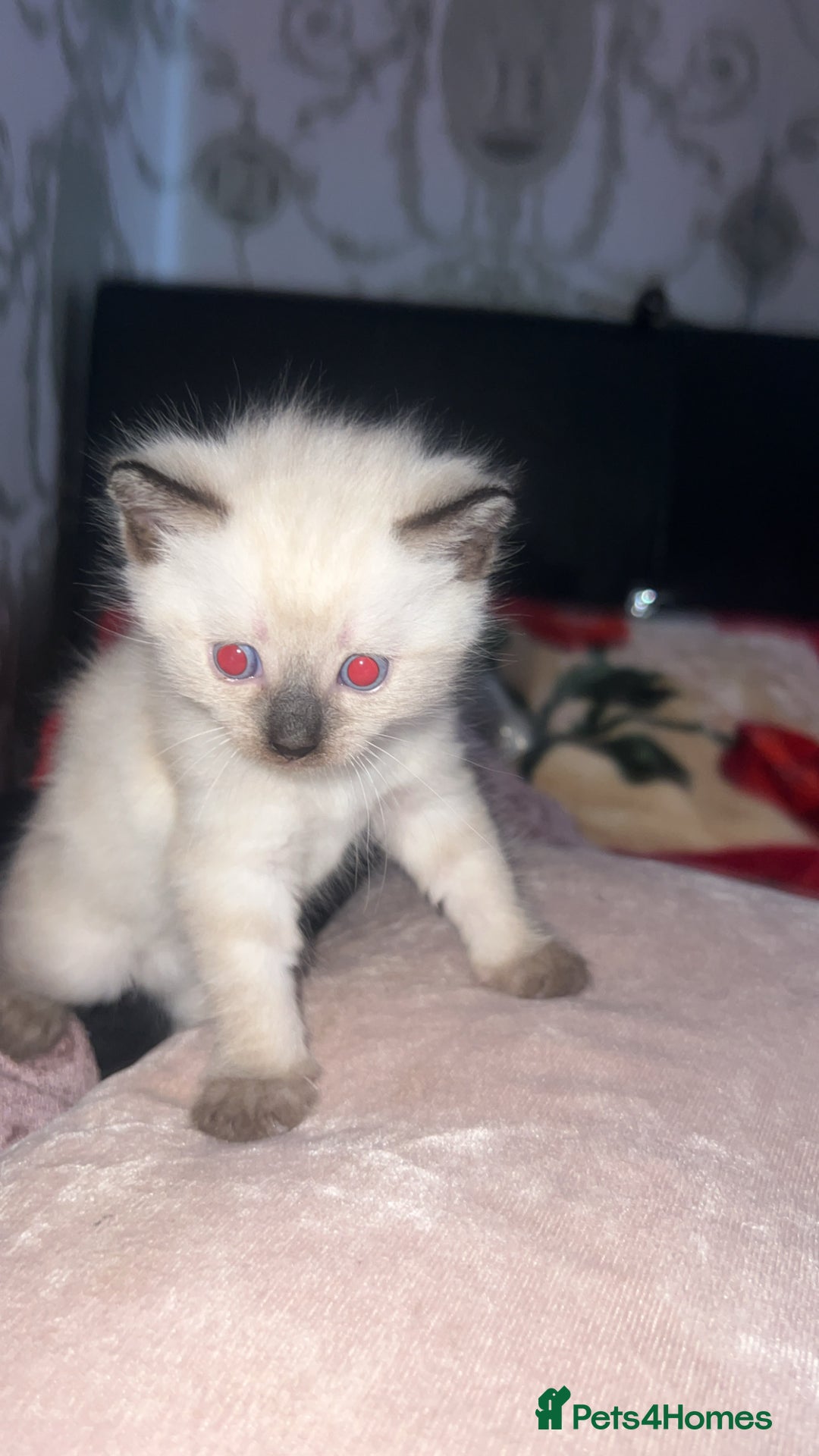 Siamese cats for sale: Mix cats tortoiseshell cat with Siamese cat  - Image 3