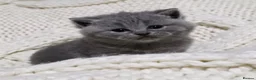 British Shorthair cats for sale: Beautiful British shorthair kittens  - Advert 10