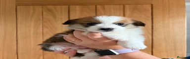 Welsh Corgi Pembroke 3