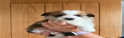 Welsh Corgi Pembroke dogs for sale:  Pembrokeshire Corgi Puppies for sale!🏡 - Advert 9
