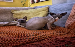 Sphynx cats for sale: Ripley & Nova sphynx sisters ready for a new home - Image 2