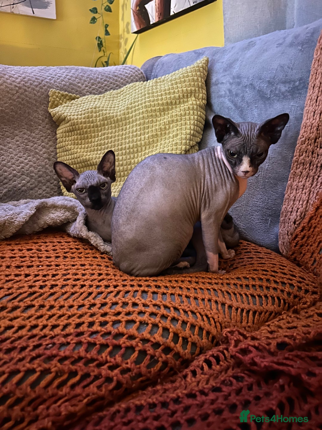 Sphynx cats for sale: Ripley & Nova sphynx sisters ready for a new home - Image 2