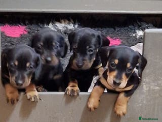 Miniature Dachshund dogs KC registered miniature dachshund puppies READY - Advert 9