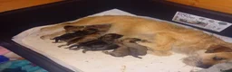 Border Terrier dogs for sale: Beautiful Border Terrier Puppies  - Advert 9