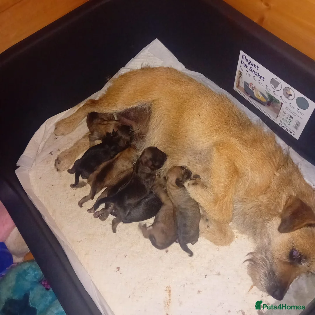 Border Terrier dogs for sale: Beautiful Border Terrier Puppies  - Advert 9