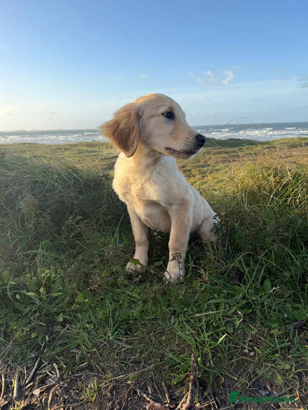 Golden Retriever dogs for sale: Beautiful Fully Trained KC Male Golden Retriever - Image 3