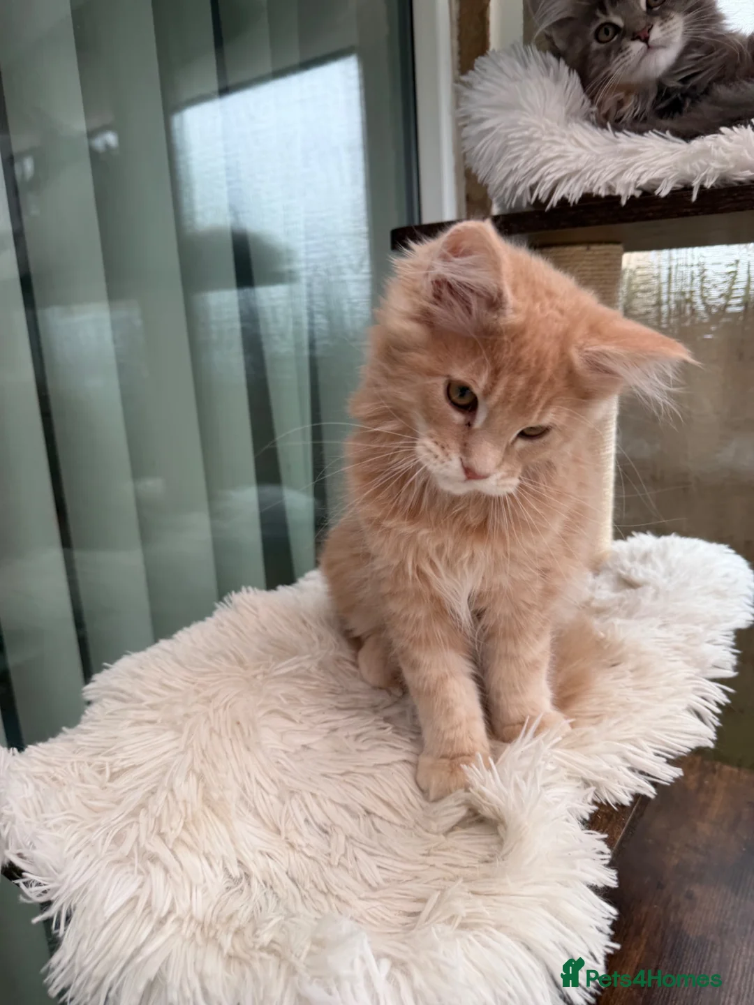 Maine Coon cats for sale: Pedigree TICA Mainecoons with champion dad  - Advert 15