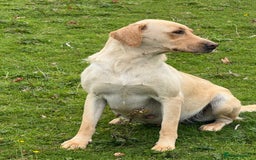 Labrador Retriever dogs for sale: Cream Adult Female Labrador  - Image 11