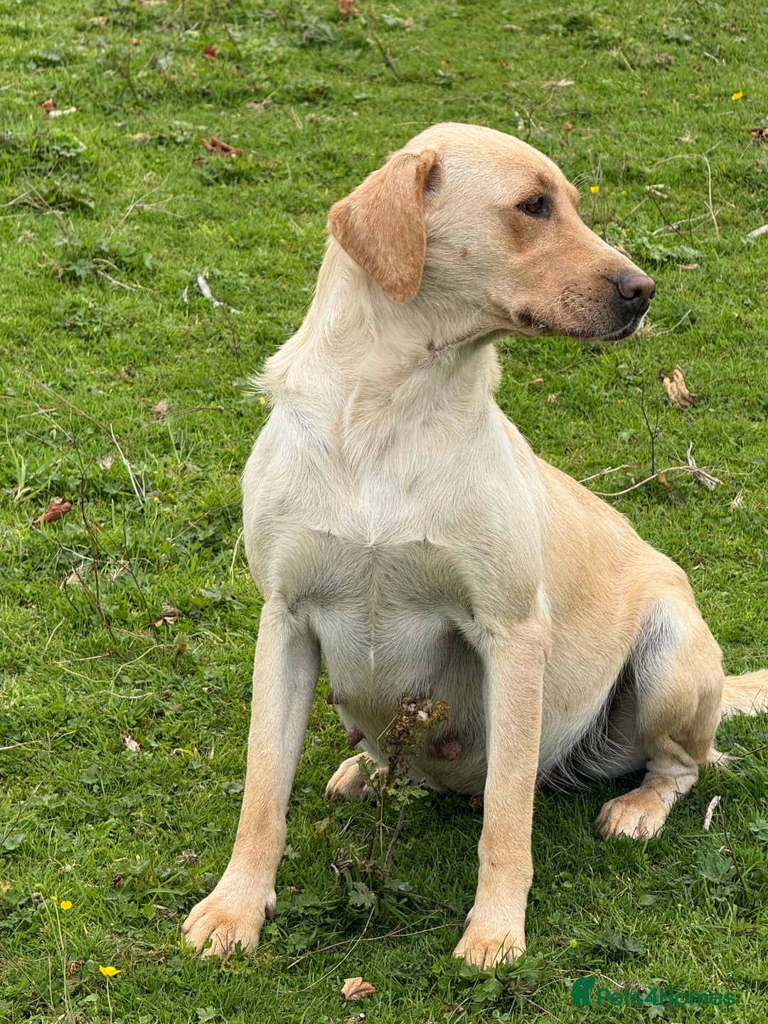 Labrador Retriever dogs for sale: Cream Adult Female Labrador  - Image 11