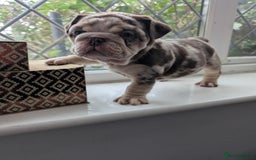English Bulldog dogs for sale: English Bulldog Puppies  - Advert 9