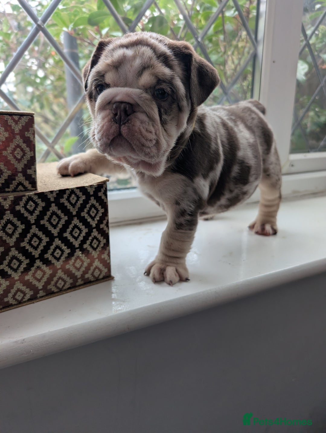 English Bulldog dogs for sale: English Bulldog Puppies  - Advert 9
