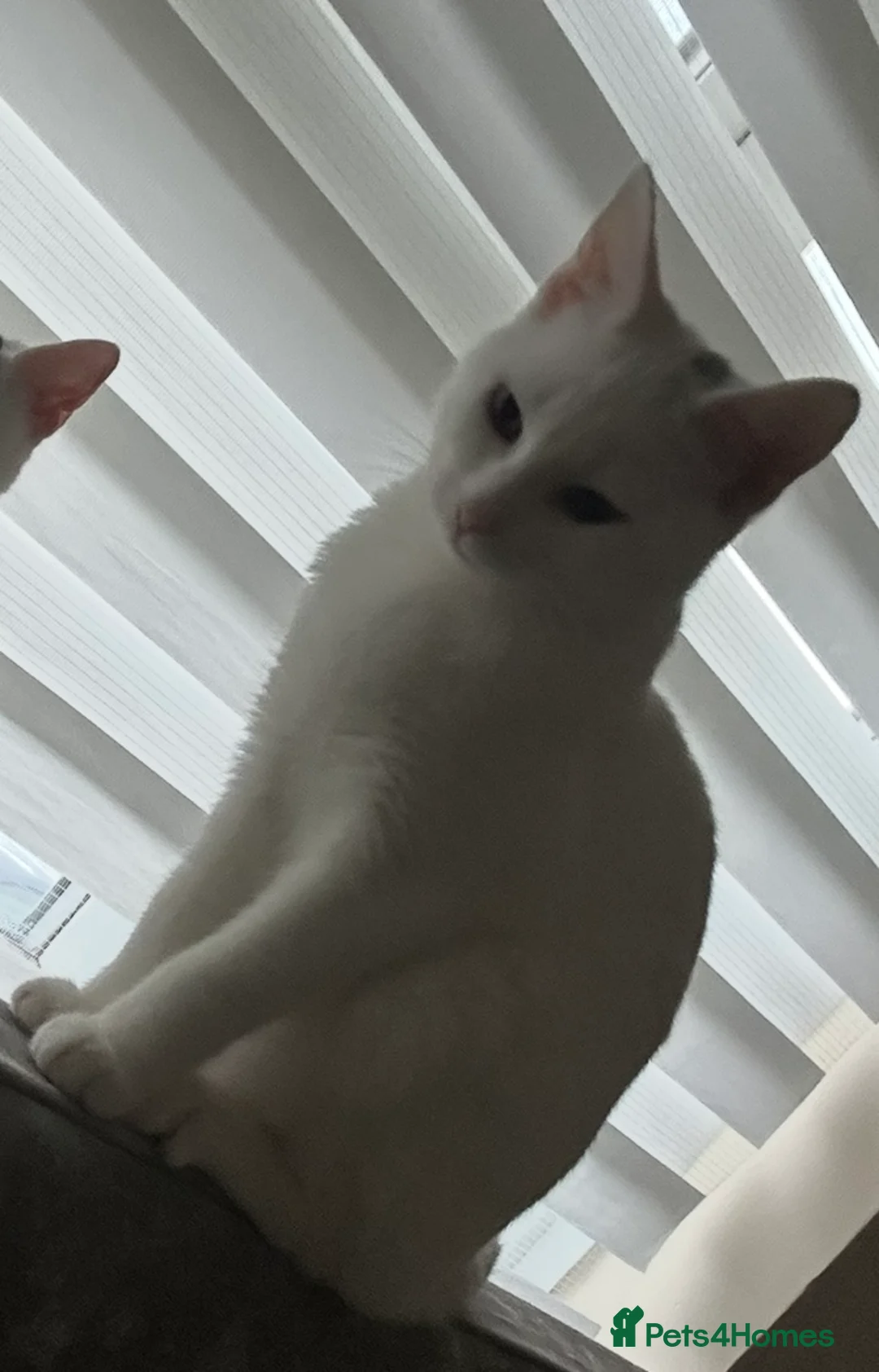 Asian cats for sale: White and asian - Advert 4