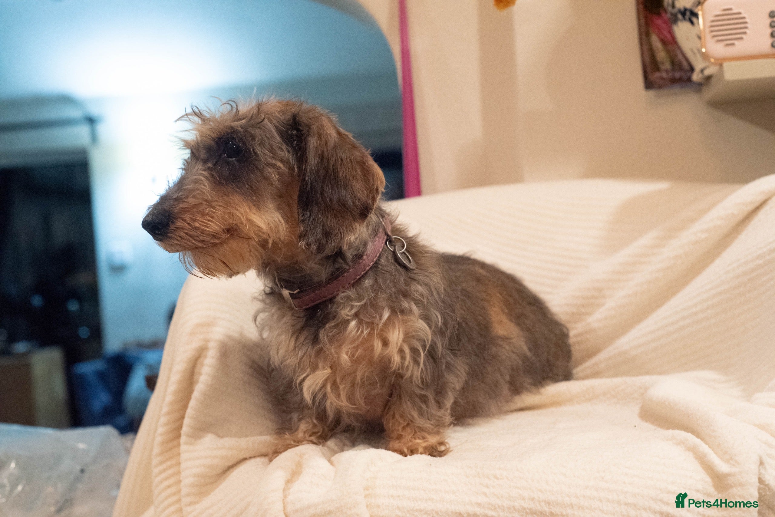 Dachshund dogs Miniature wire haired dachshunds - Advert 18