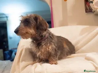 Dachshund dogs Miniature wire haired dachshunds - Advert 5