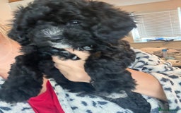 Maltipoo dogs for sale: REDUCED last girl Unique maltipoo litter 🐶🩷🩵 - Image 10