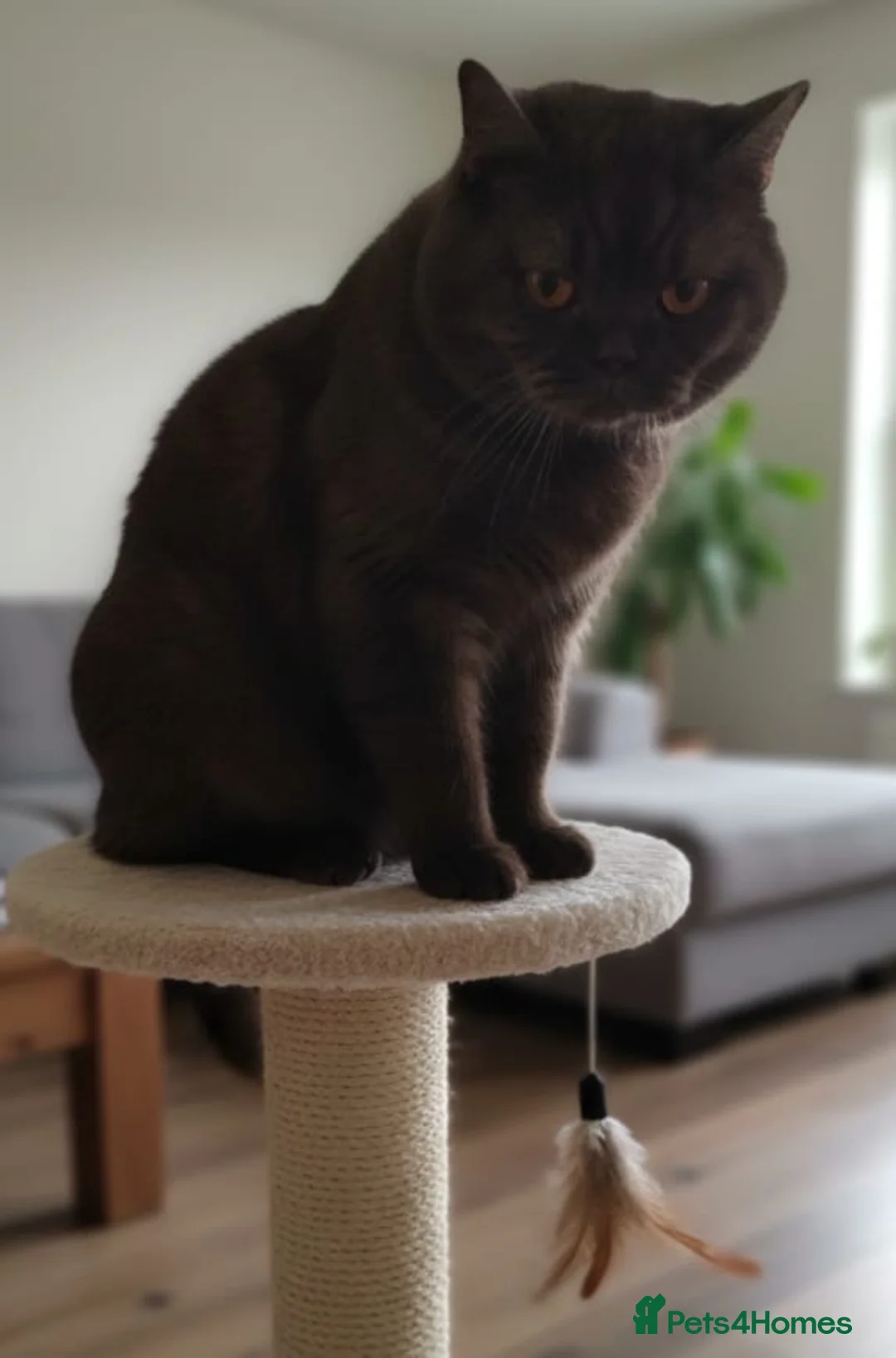 British Shorthair cats for sale: Chocolate BSH male active reg stud  - Advert 3