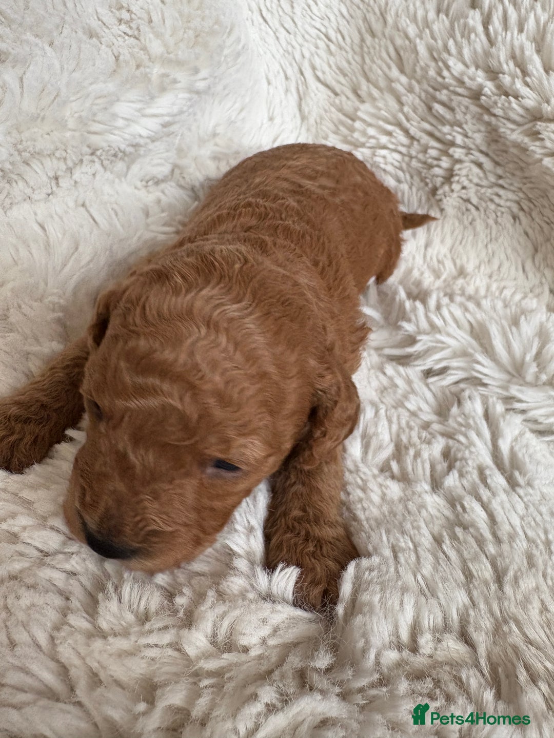 Cavapoo dogs for sale: Beautiful cavapoo puppies from a family home - Advert 34