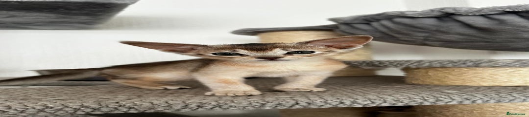 Abyssinian Kitten 4