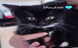 Mixed Breed cats for sale: 🐾 Adorable Kittens for sale! 🐾  - Image 1