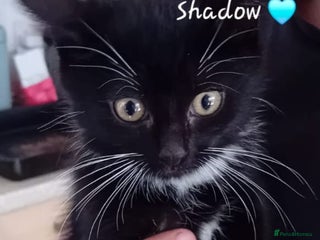 Mixed Breed cats - Advert 1