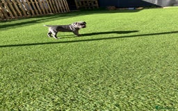 Staffordshire Bull Terrier dogs for sale: 2 blue staffy girls  - Image 6